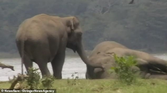 The video shows the animals gathering around the carcass on the banks of a lake near Anuradhapura, close to the Kalawewa reserve in Sri Lanka