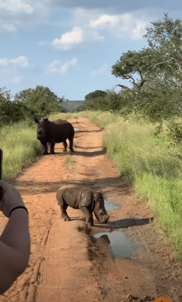 Baby rhino attacks tourists