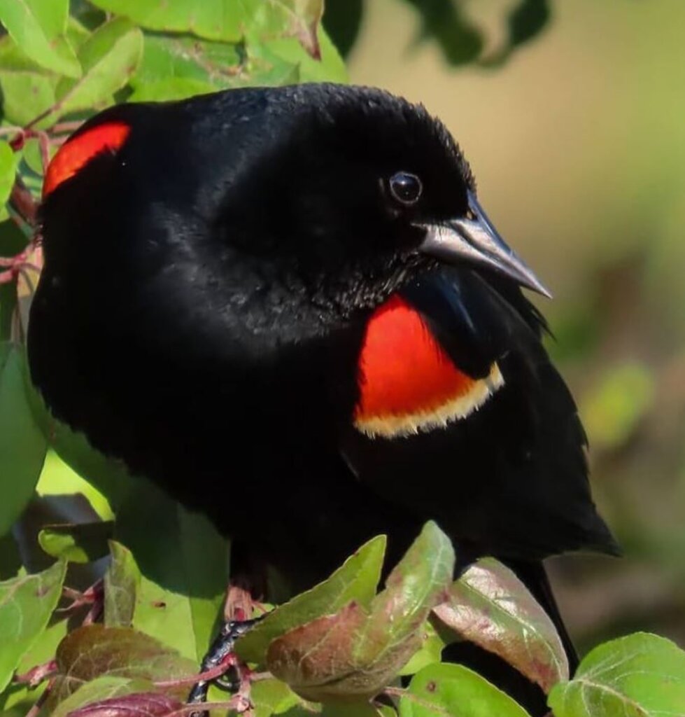 Red-winged starling defends its territory