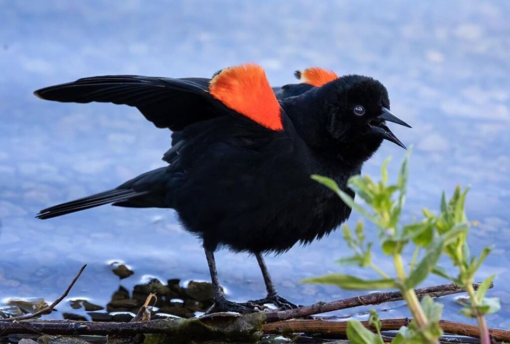 Red-winged starling defends its territory