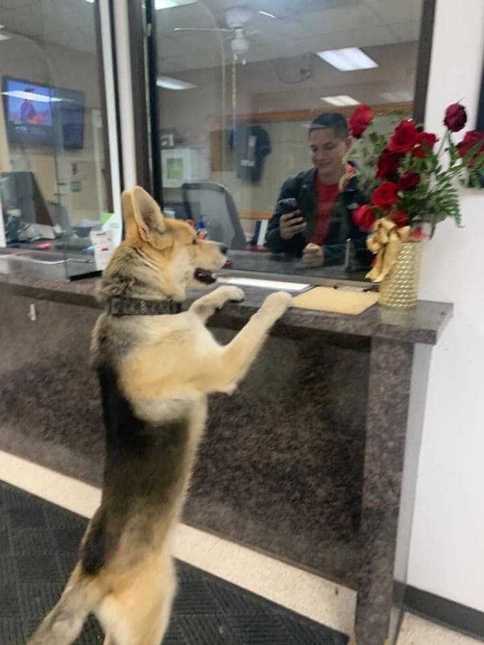 smart dog walks into a police station
