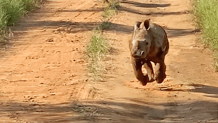Baby rhino attacks tourists