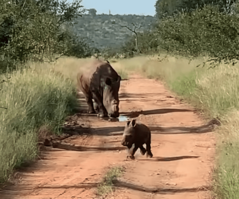 Baby rhino attacks tourists