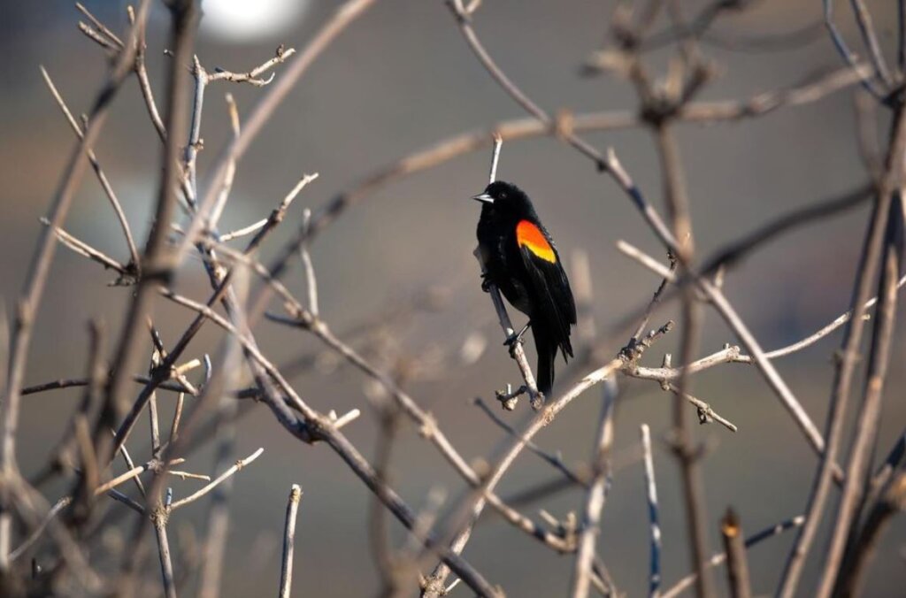 Red-winged starling defends its territory