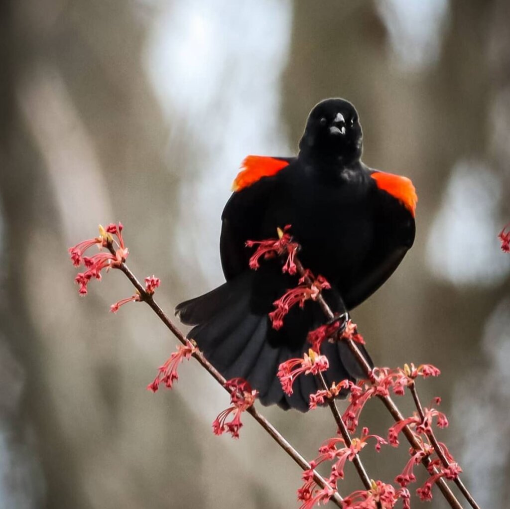 Red-winged starling defends its territory