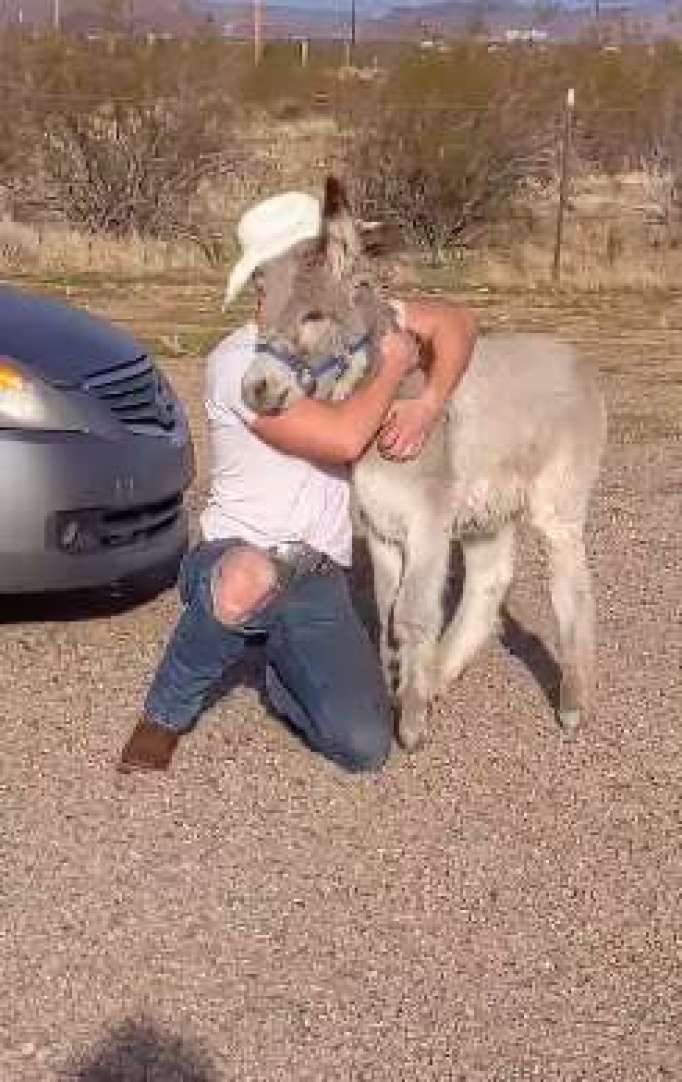 Sweet home with a donkey.