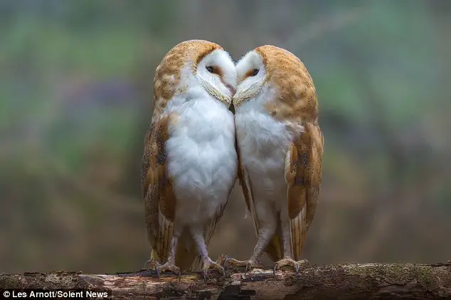 captured on camera two owls