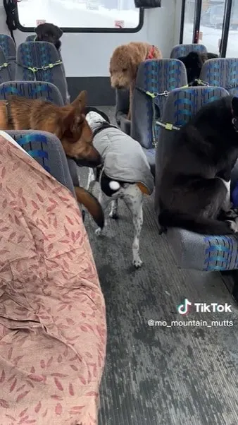 Greeting fellow dog passengers and finding his assigned seat