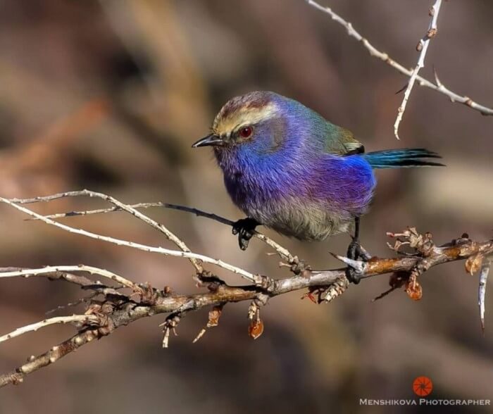 Adorable Bird With Rainbow-Like Feathers