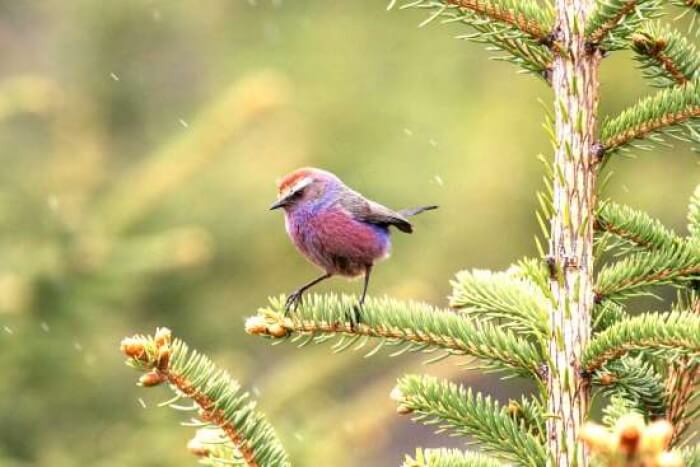 Adorable Bird With Rainbow-Like Feathers