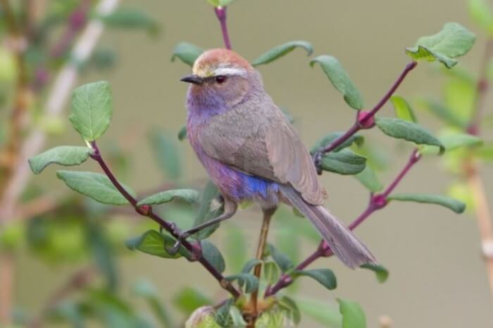 Adorable Bird With Rainbow-Like Feathers