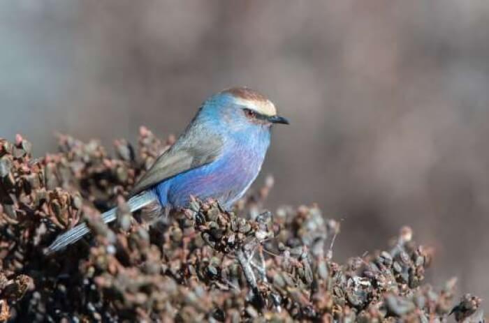 Adorable Bird With Rainbow-Like Feathers