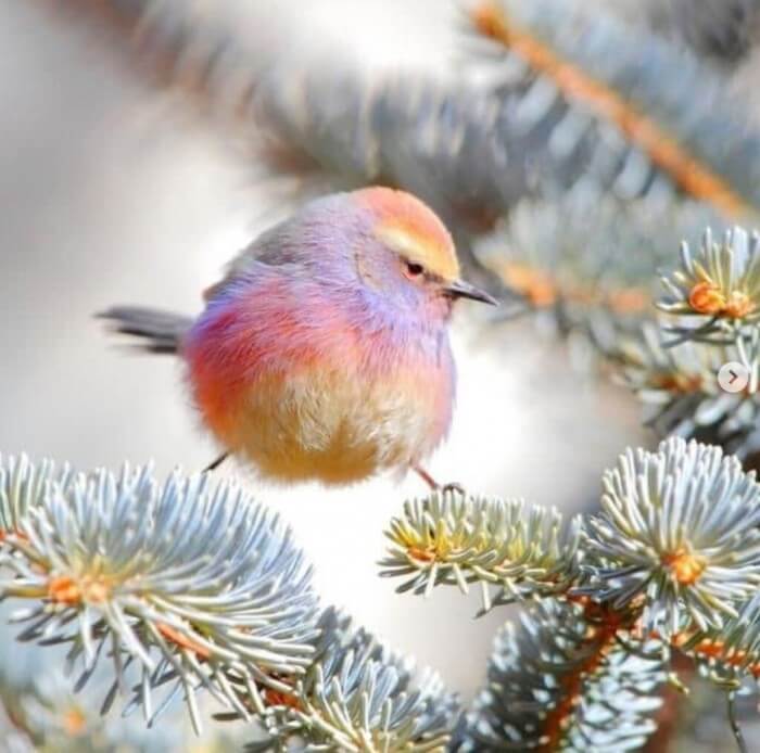 Adorable Bird With Rainbow-Like Feathers