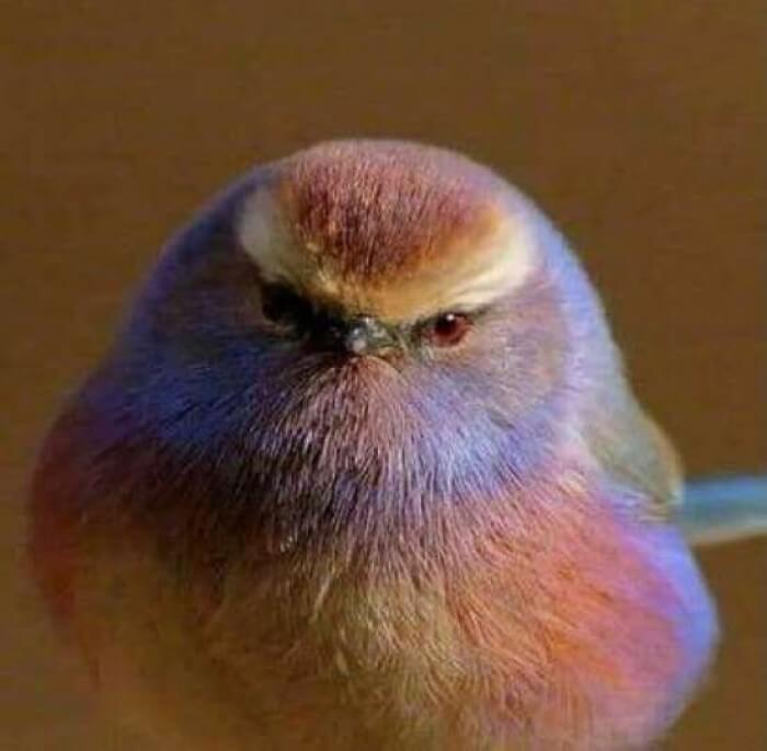 Adorable Bird With Rainbow-Like Feathers
