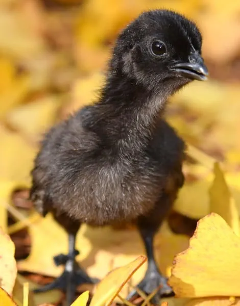An Ayam Cemani chick
