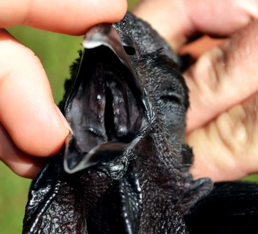 The inside of an Ayam Cemani's mouth