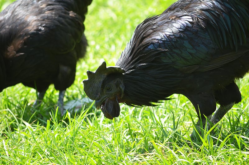 Two Ayam Cemani chickens pecking on the grass