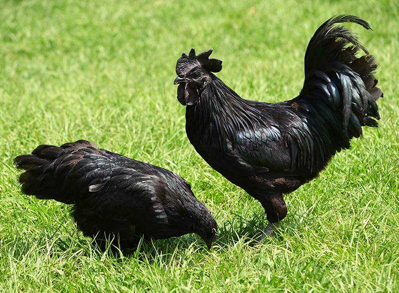 Two Ayam Cemani chicken on the grass