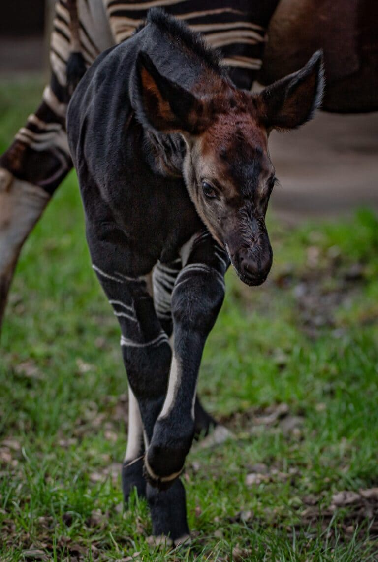 a rare Okapi calf