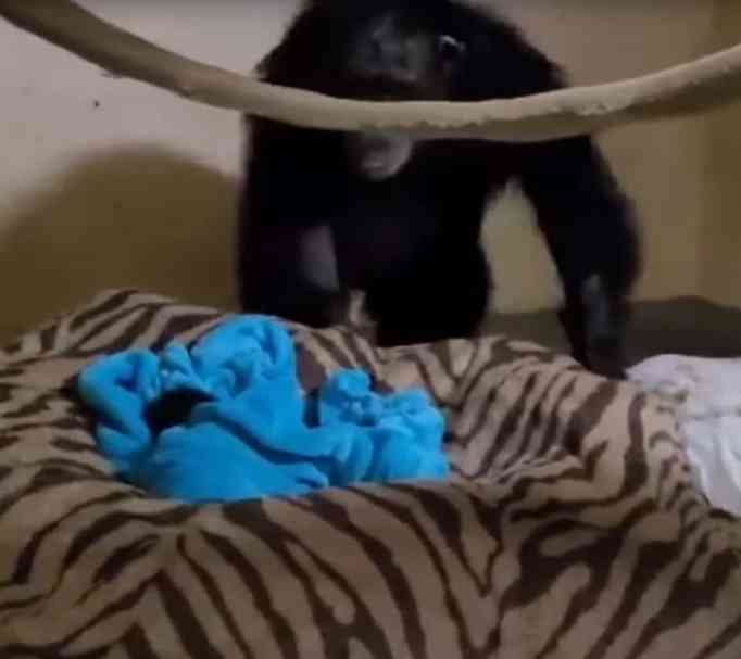 Mahale inspects a bundle of blankets in her enclosure. 