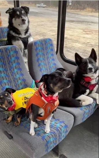 Dogs remain calm in the puppy bus.