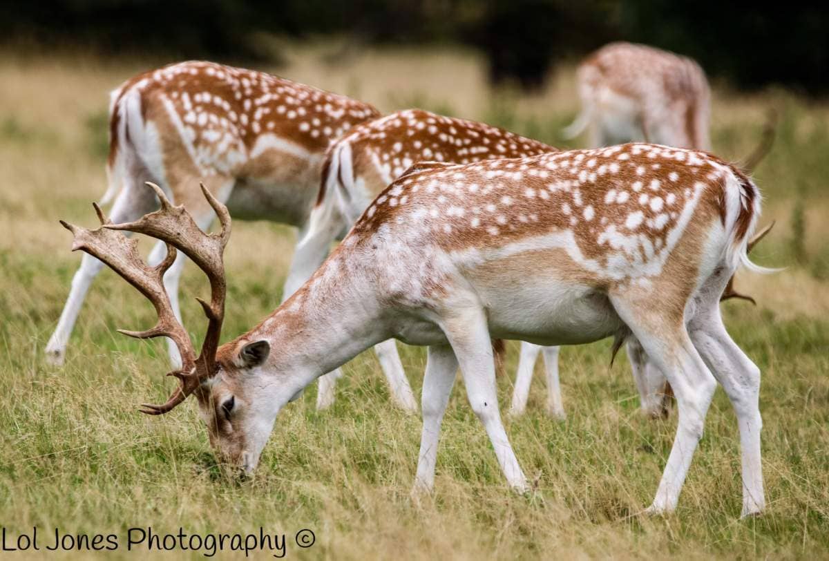 The Trio of Common, Melanistic and White Wild Deer