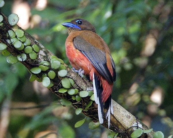 The beautiful Scarlet-Rumped Trogon bird
