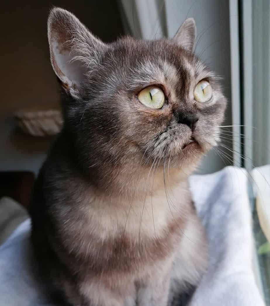 Bean the cat staring at the window