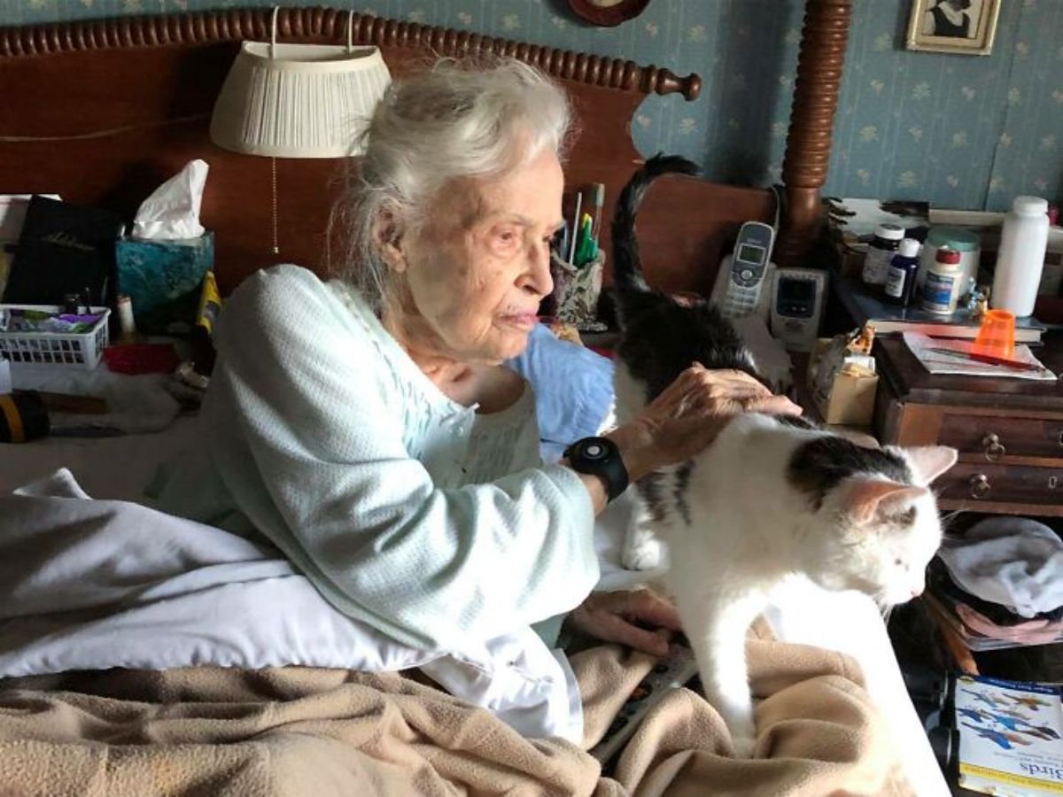 black and white cat getting stroked by an old lady on a bed under a brown blanket