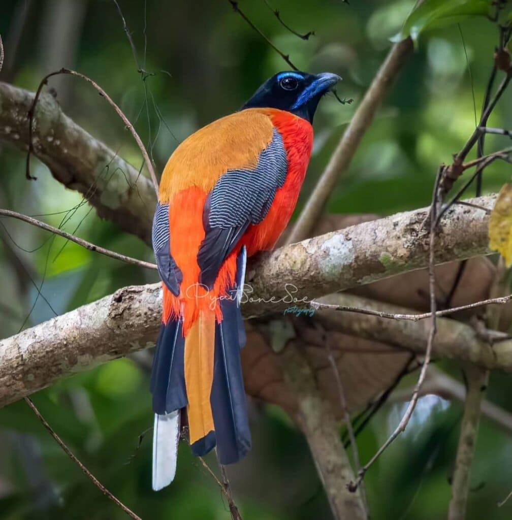 The beautiful Scarlet-Rumped Trogon bird