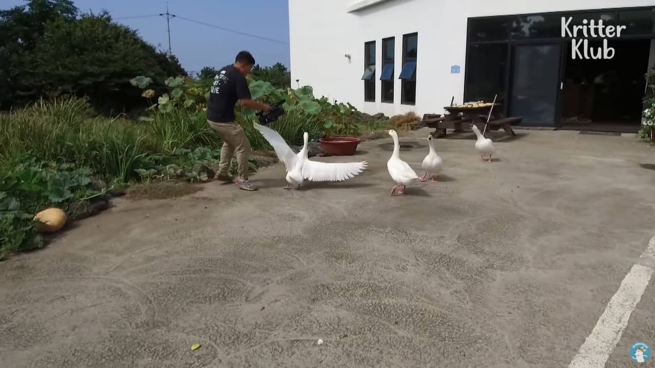 Four geese driving a cameraman away
