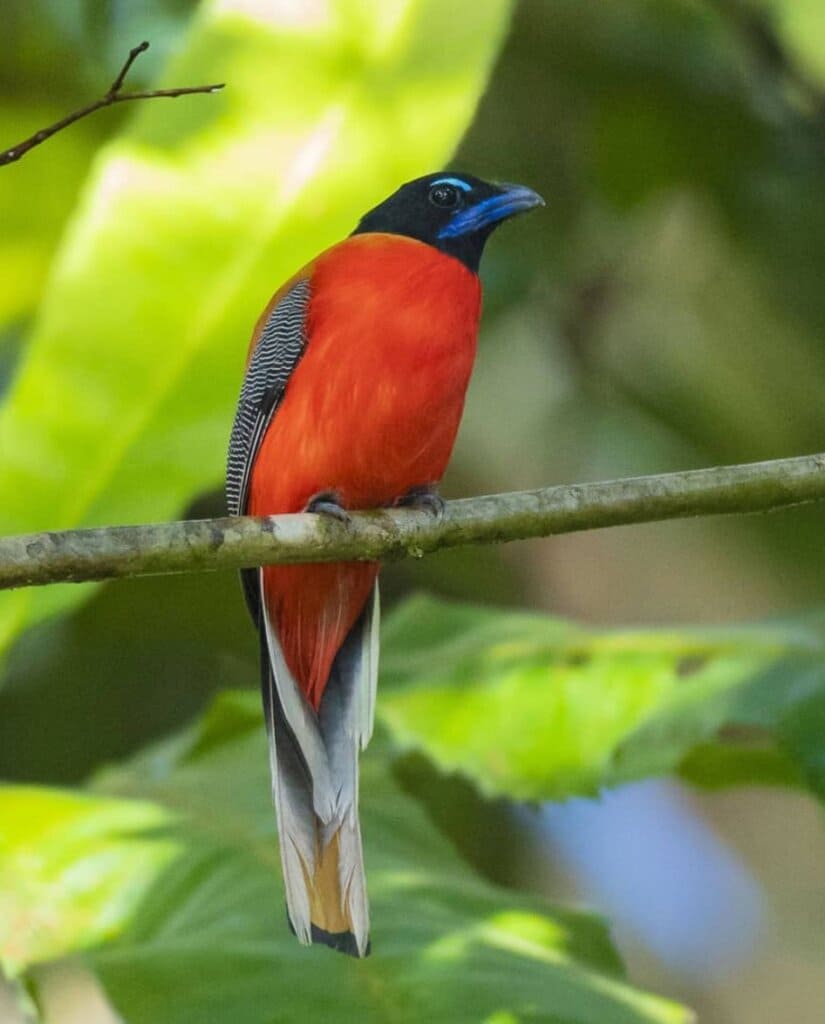 The beautiful Scarlet-Rumped Trogon bird