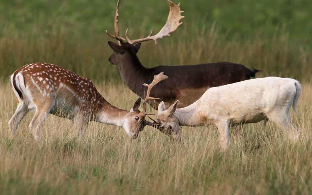 The Trio of Common, Melanistic and White Wild Deer