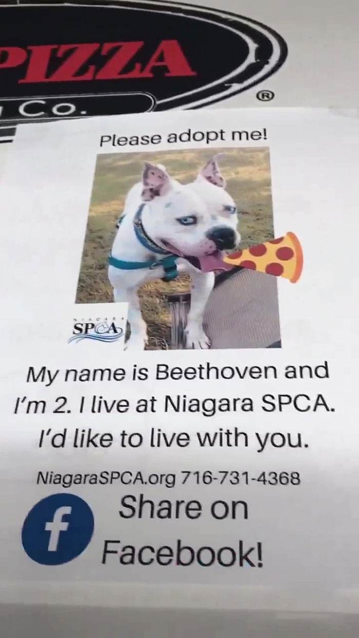 shelter dogs on pizza boxes