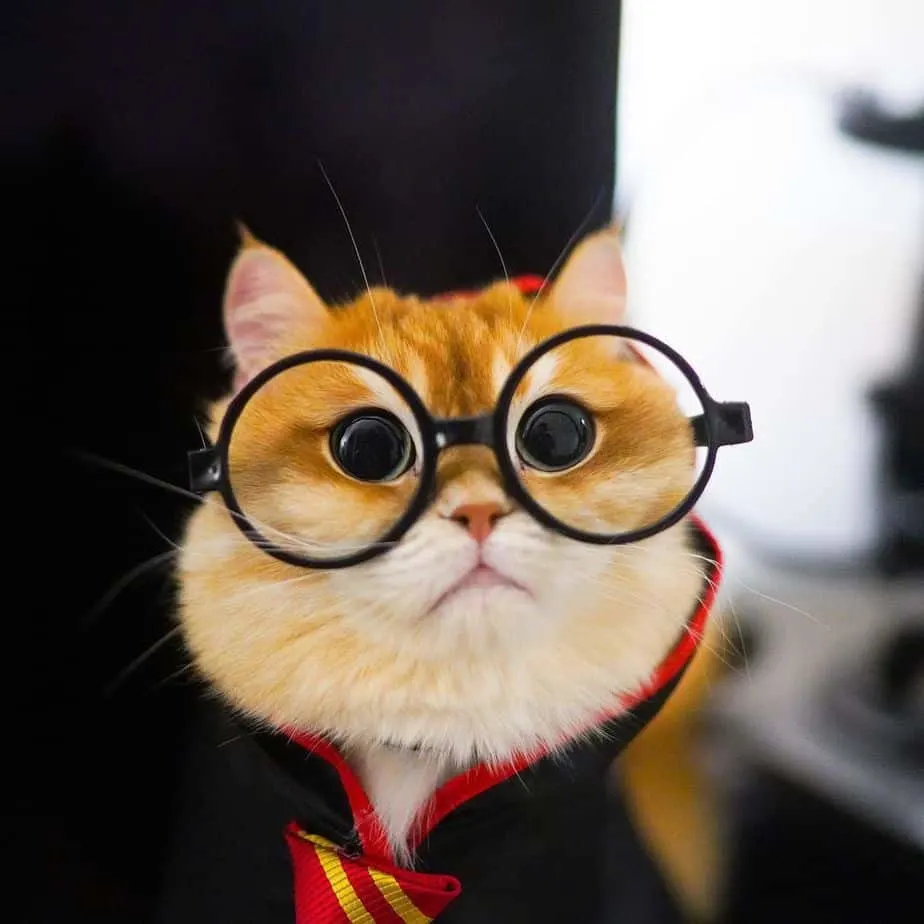 Pisco the cat wearing glasses