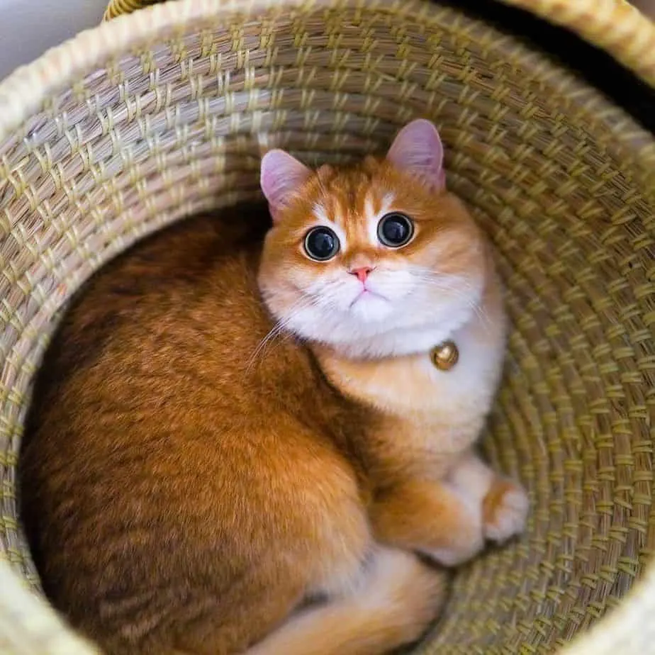Pisco the cat in a basket