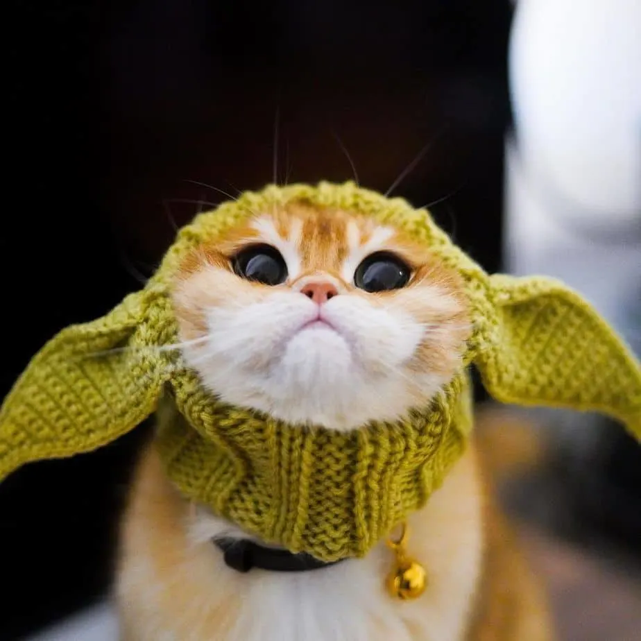 Pisco wearing a Baby Yoda crocheted costume
