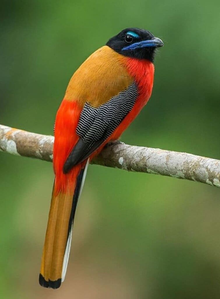 The beautiful Scarlet-Rumped Trogon bird