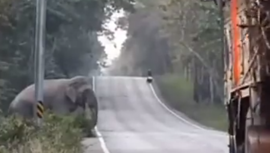 Elephant Stops Truck To Eat Sugarcane