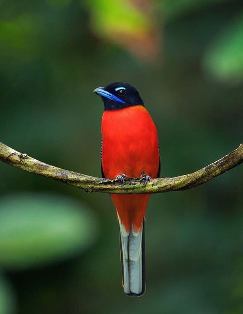 The beautiful Scarlet-Rumped Trogon bird