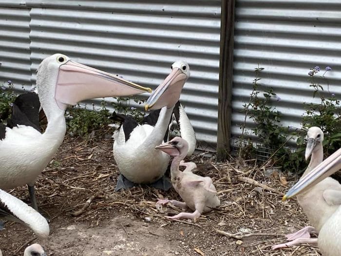 The pelicans are very happy to see their child