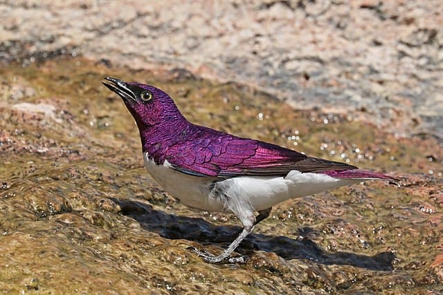 Purple-backed starling is the most beautiful bird