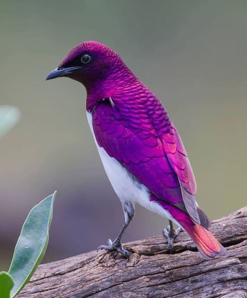 Purple-backed starling is the most beautiful bird