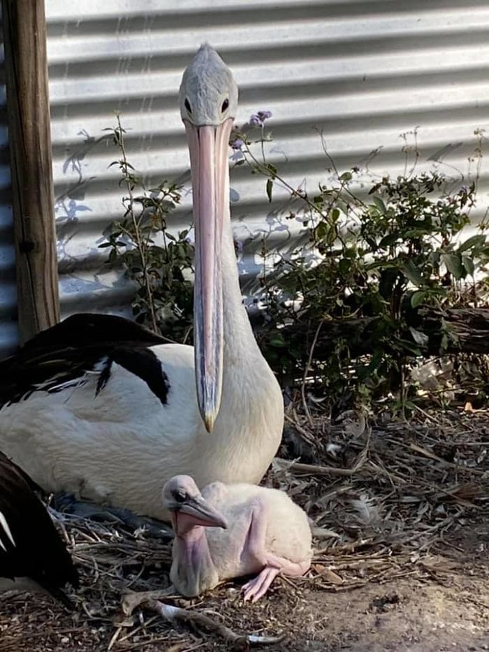 The pelicans are very happy to see their child